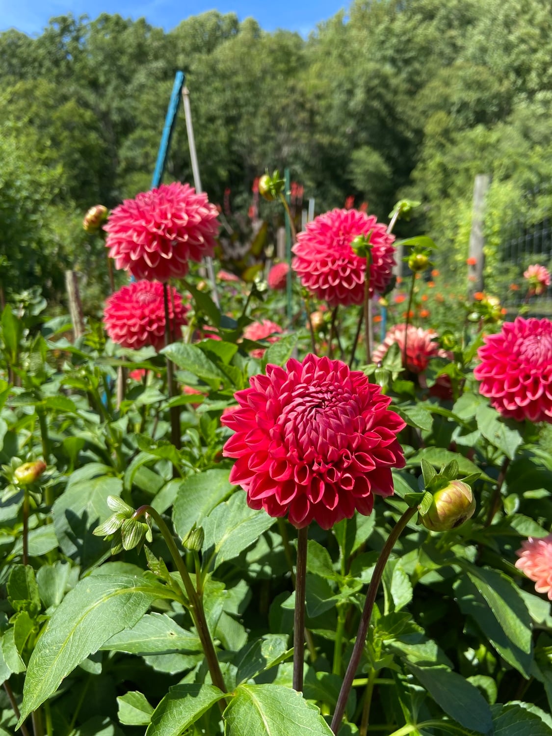coral red "Tempest" dahlias