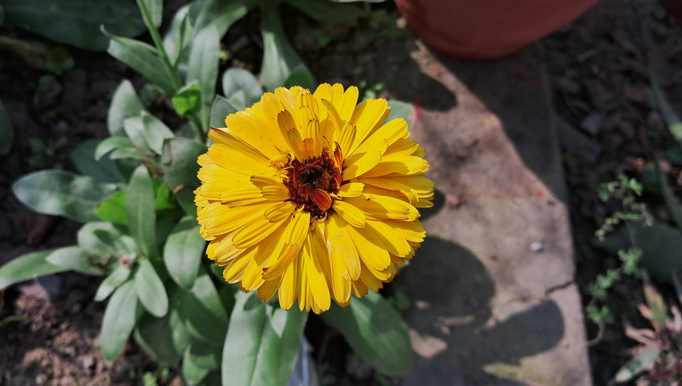 Calendula