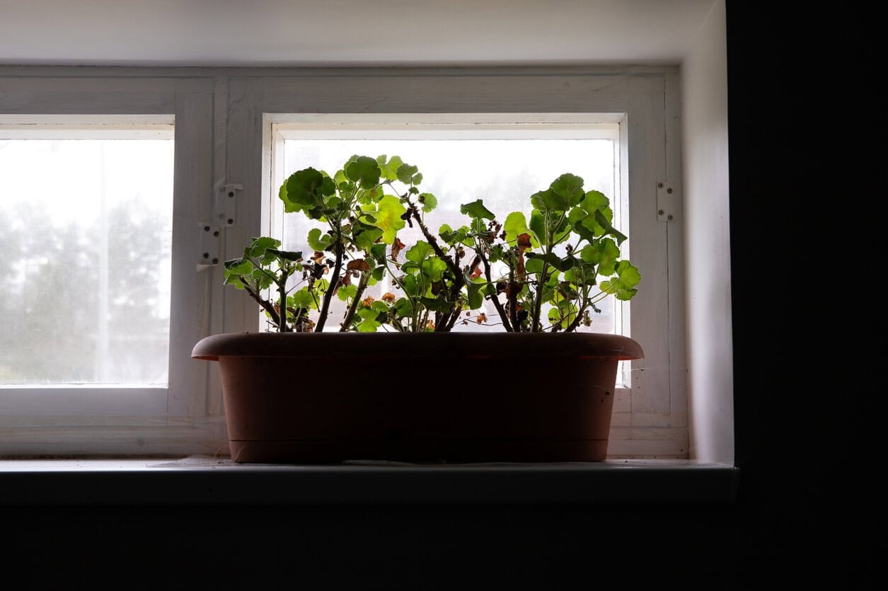 Overwintering Pelargoniums