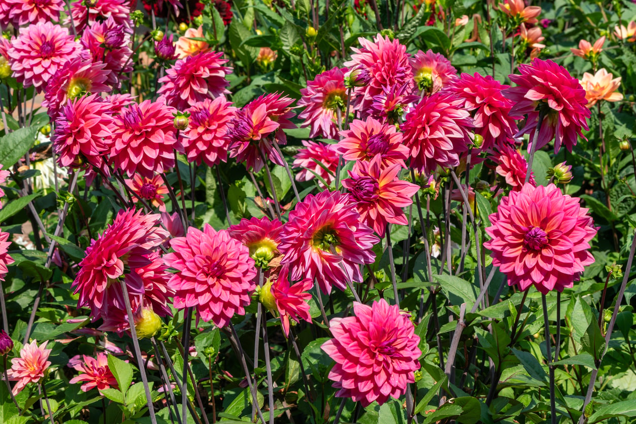 Dahlia 'American Dawn'
