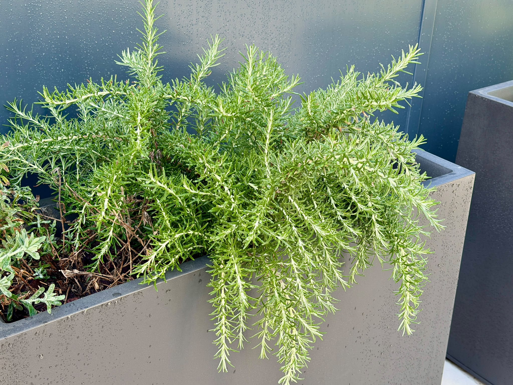 Rosemary