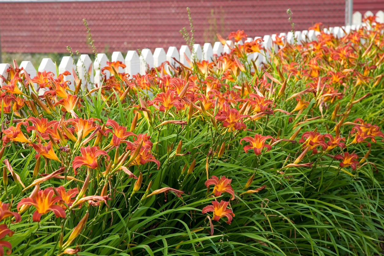 daylilies