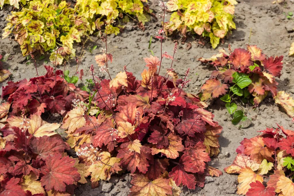 Heuchera Coral Bells
