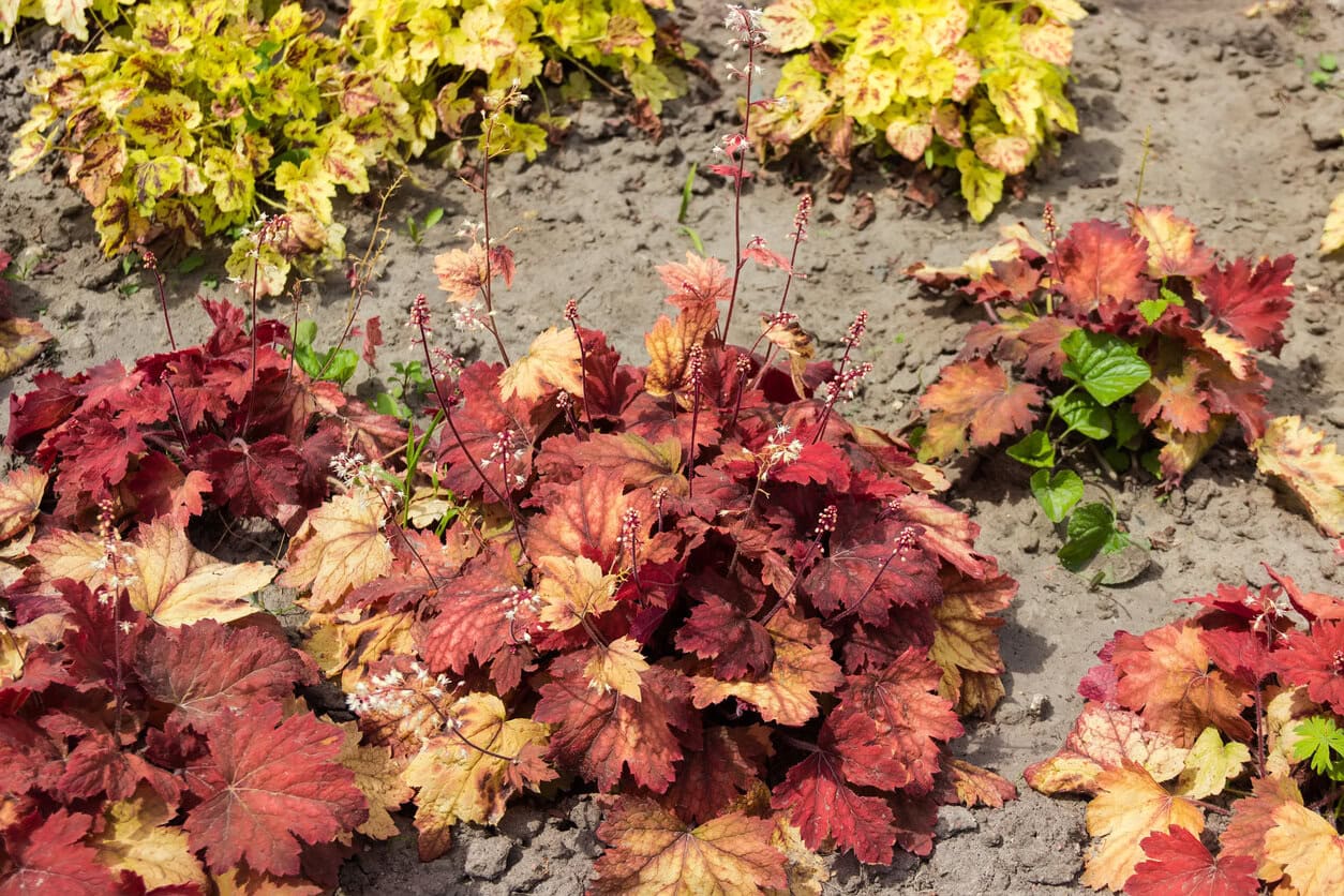 Heuchera Coral Bells