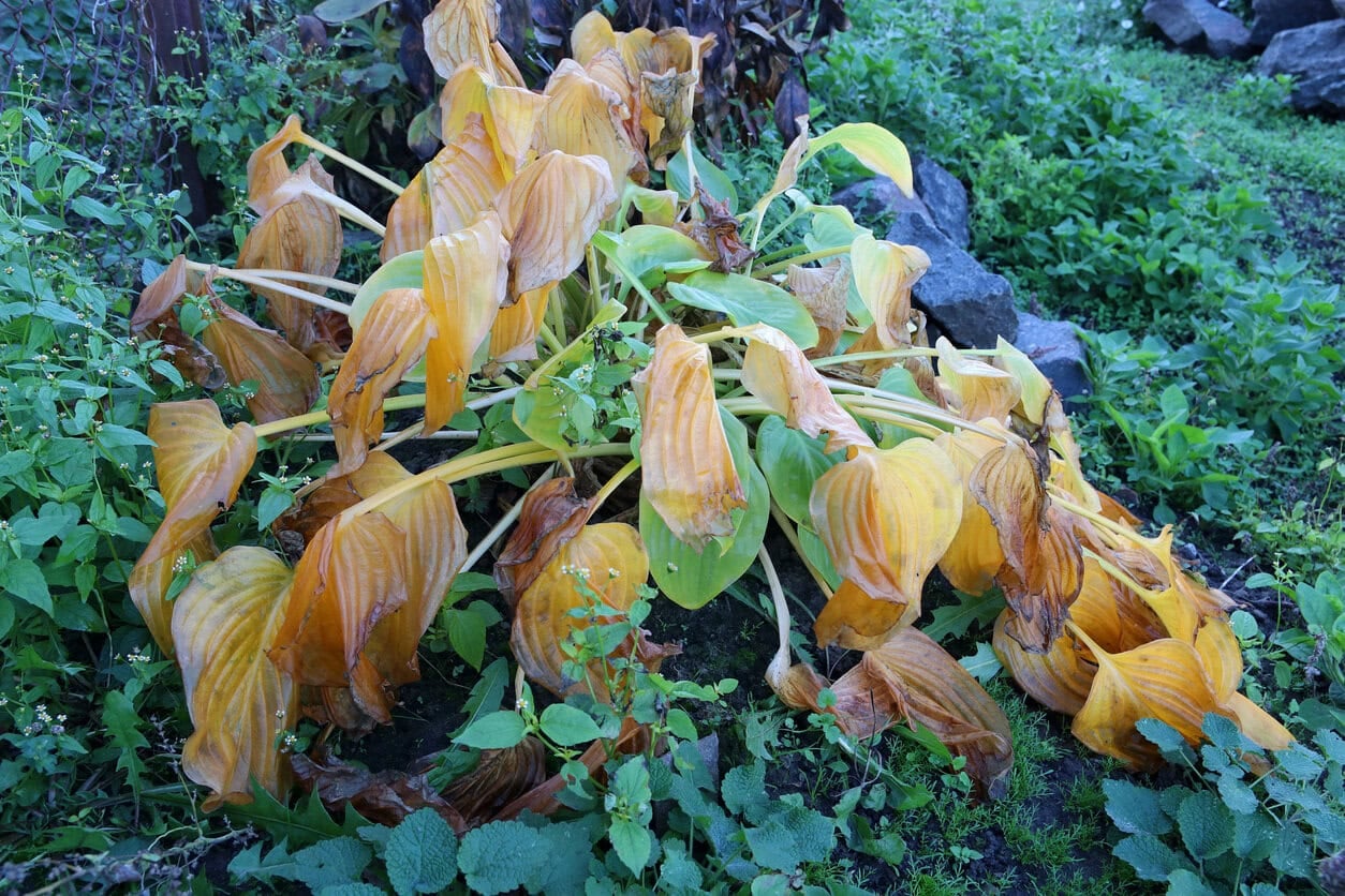 Yellow leaves of the hosta after the first frost. Wilted leaves of hostas.