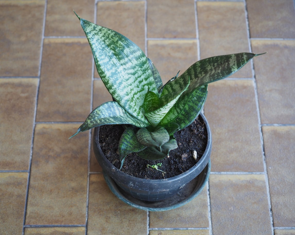 Snake plant
