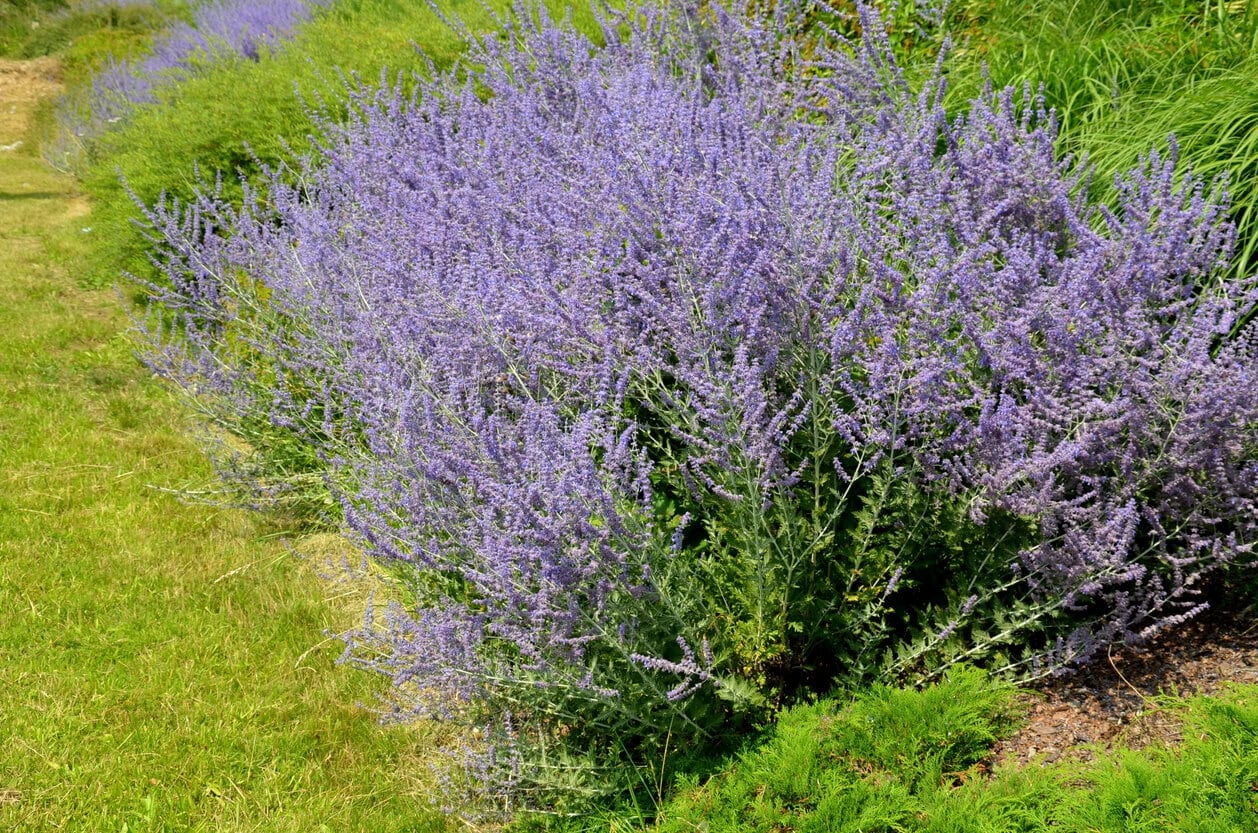 Russian Sage