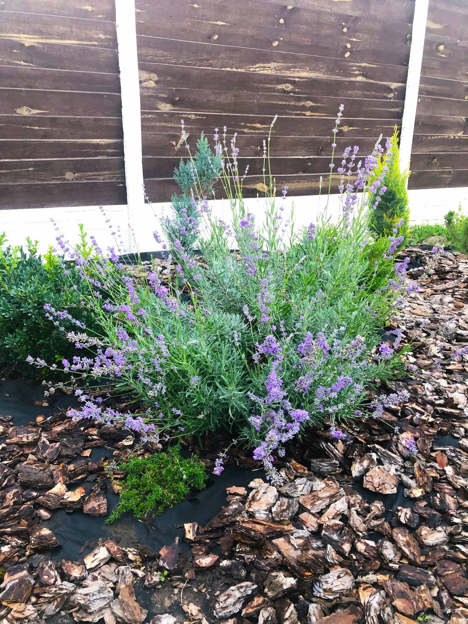 Lavender in Bark