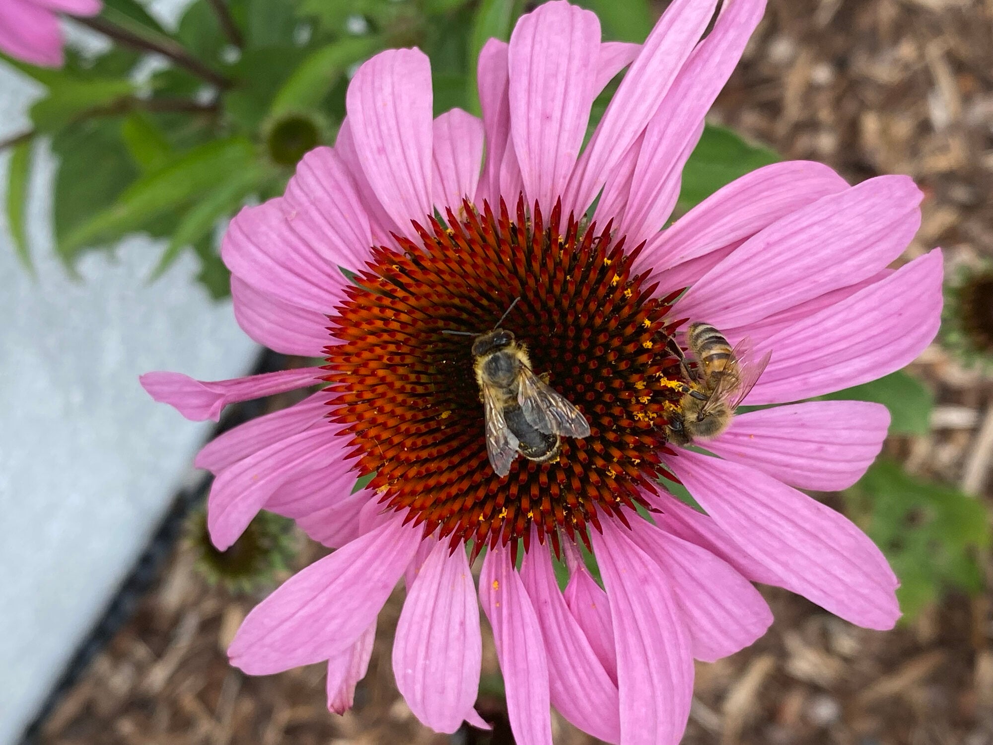 Bees on a coneflower