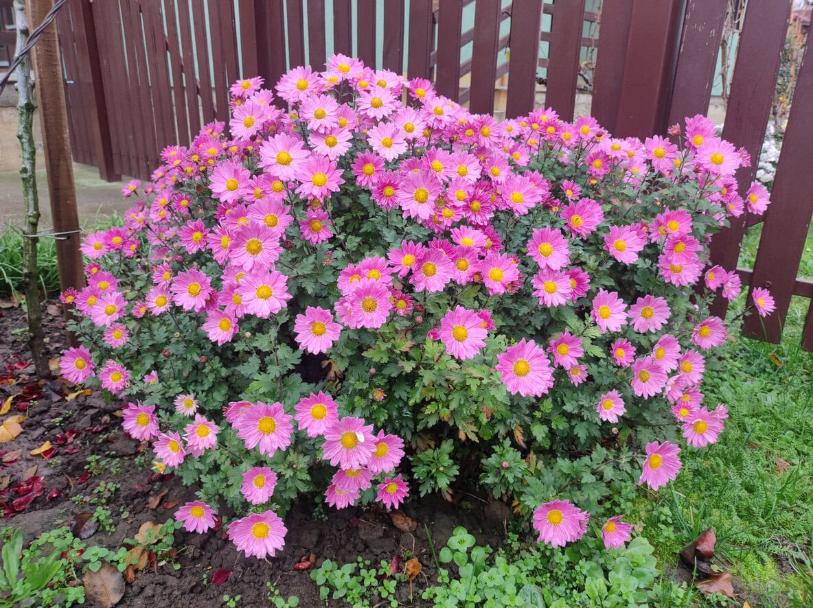 Chrysanthemums