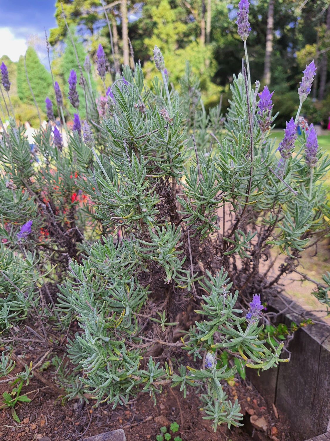 Lavender