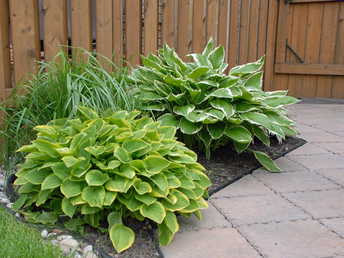 Hosta along fence