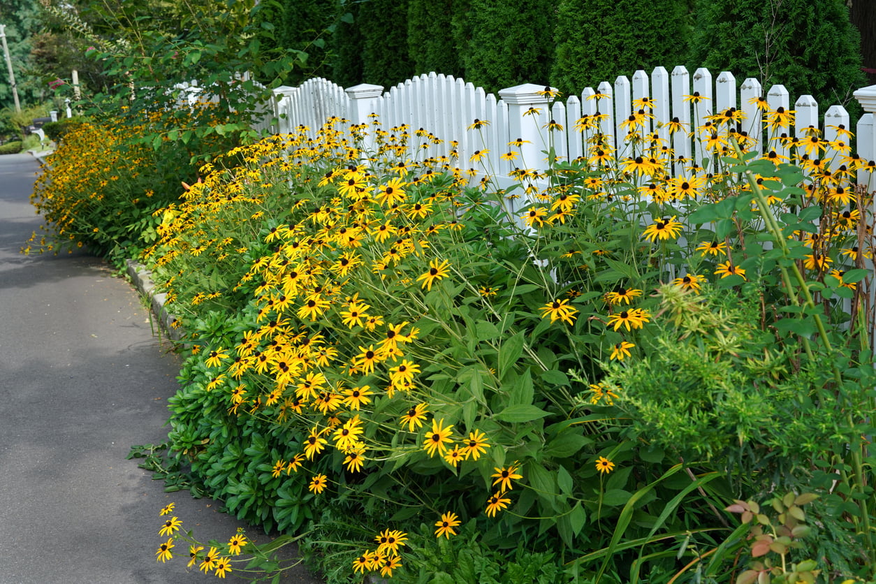 Black eyed Susan along fense