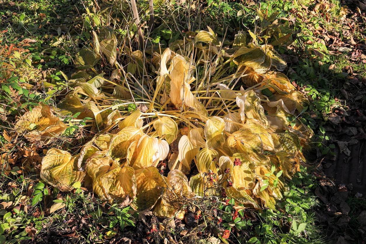 Hostas fall