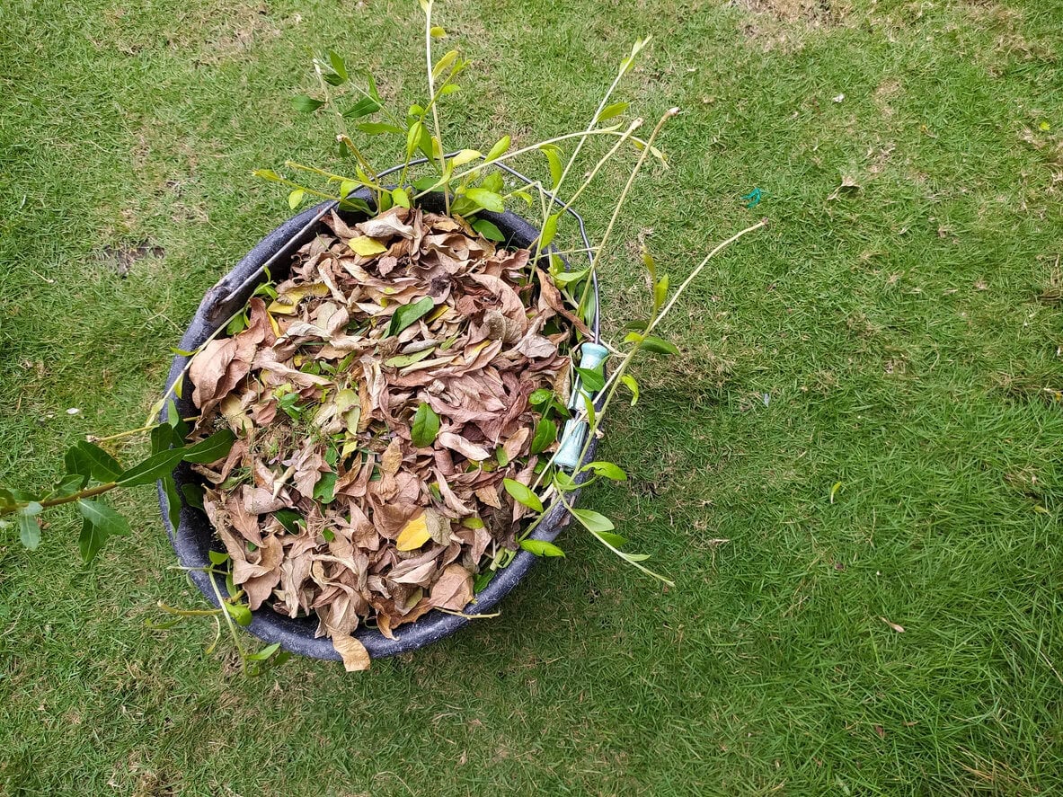 Dry leaves