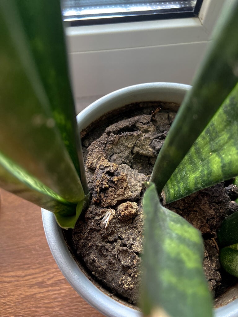 Snake plant
