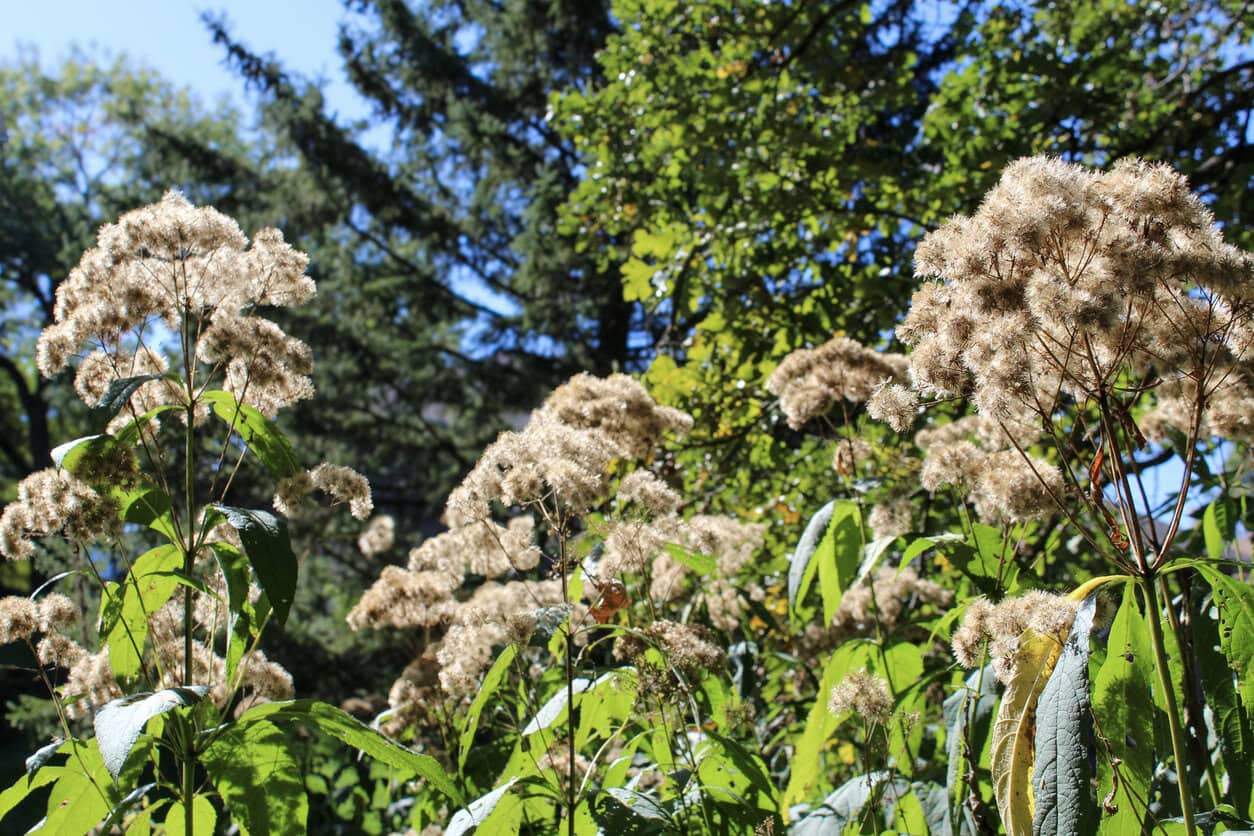 Joe Pye Weed