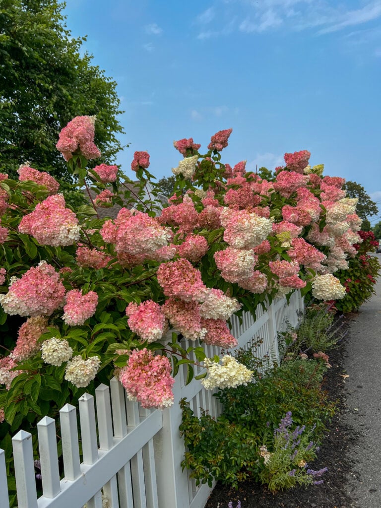 Panicle hydrangea along fence line