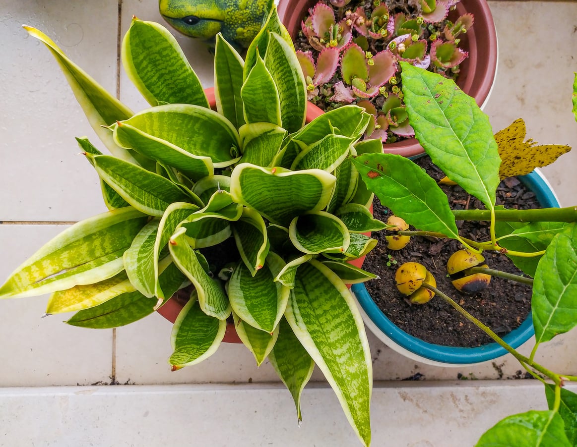 snake plant, succulents, and avocado tree