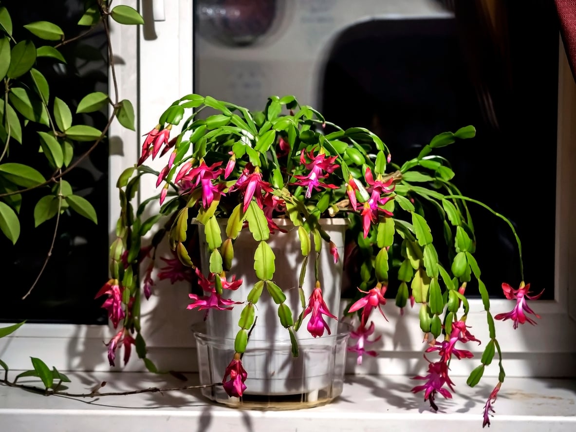 Christmas cactus dark outside
