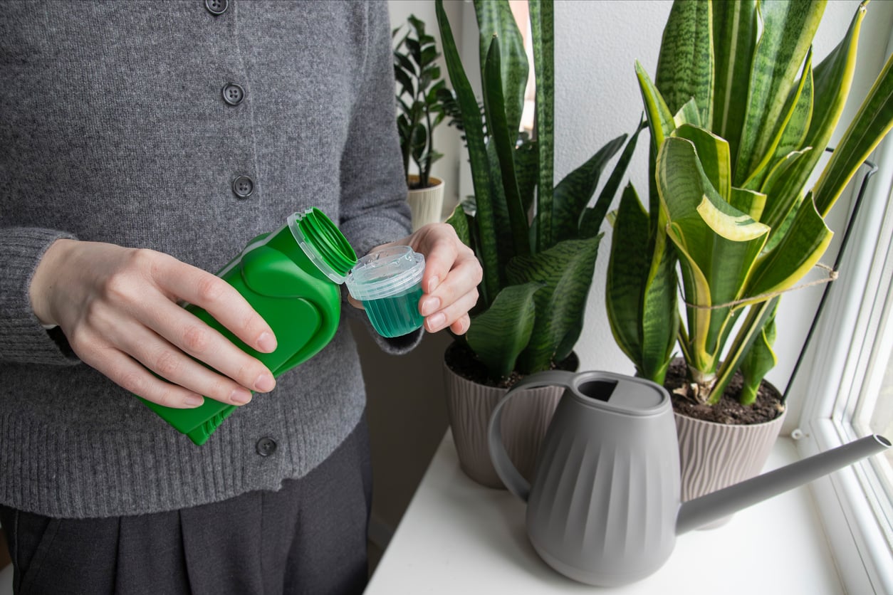 Fertilizing snake plant