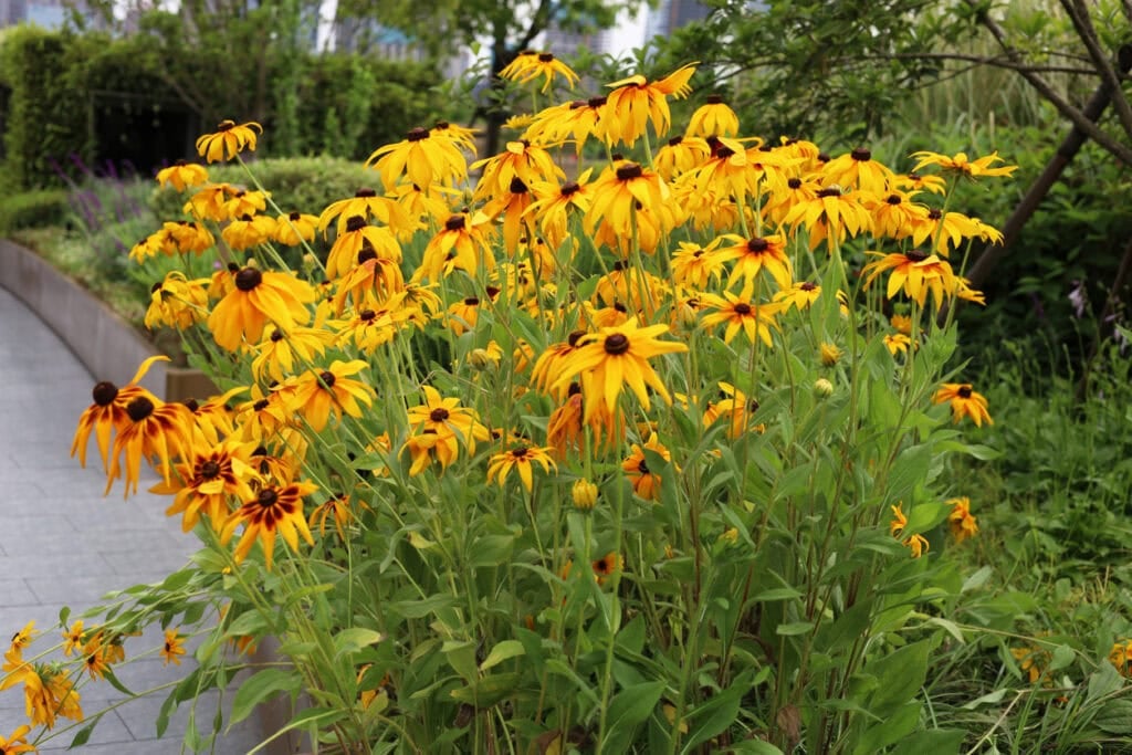 Black-eyed Susan (Rudbeckia)