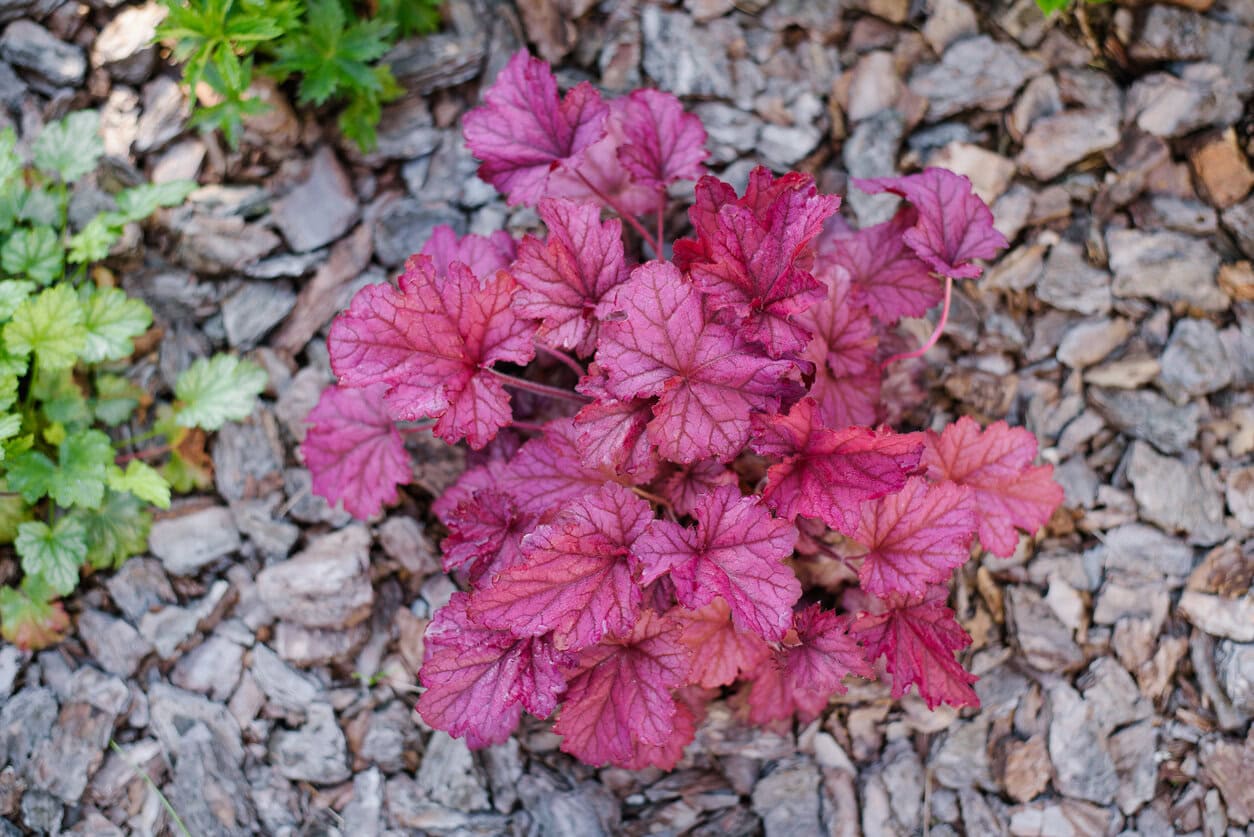 Heuchera Berry Smoothie (Coral Bells)