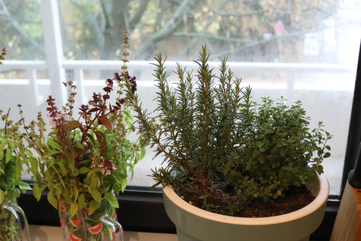 rosemary, basil and thyme