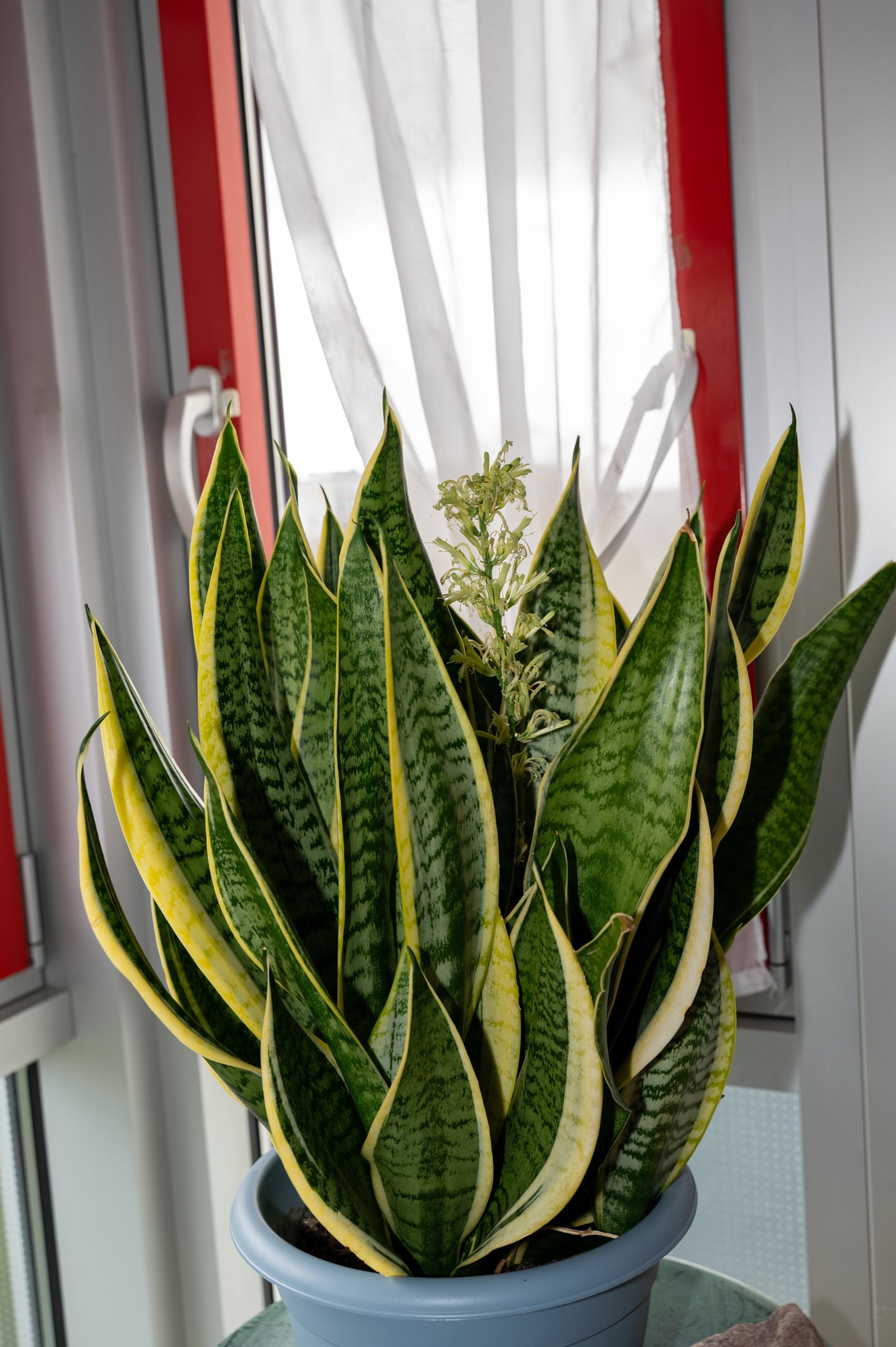 Snake plant flowering