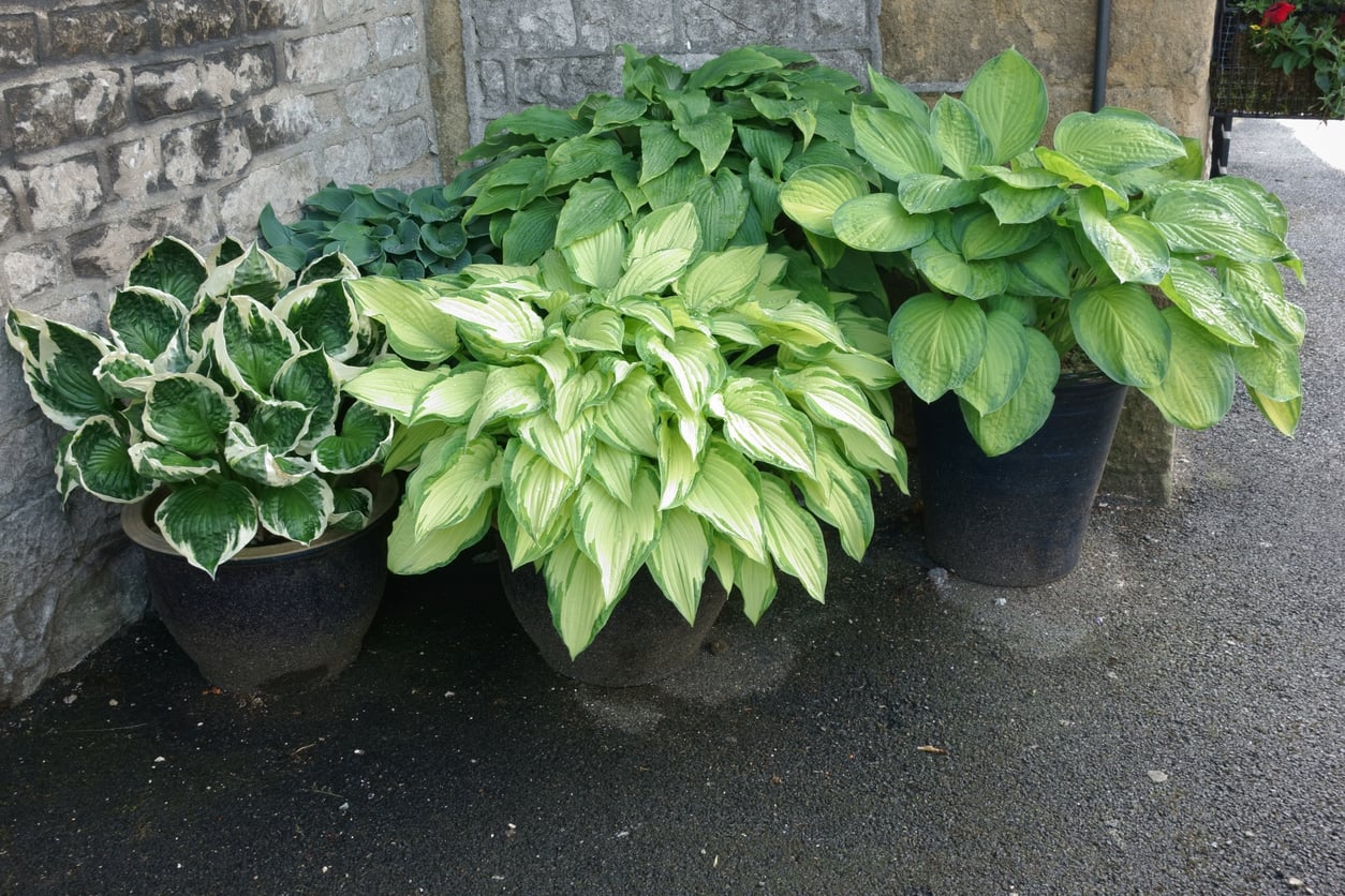 Healthy potted hostas