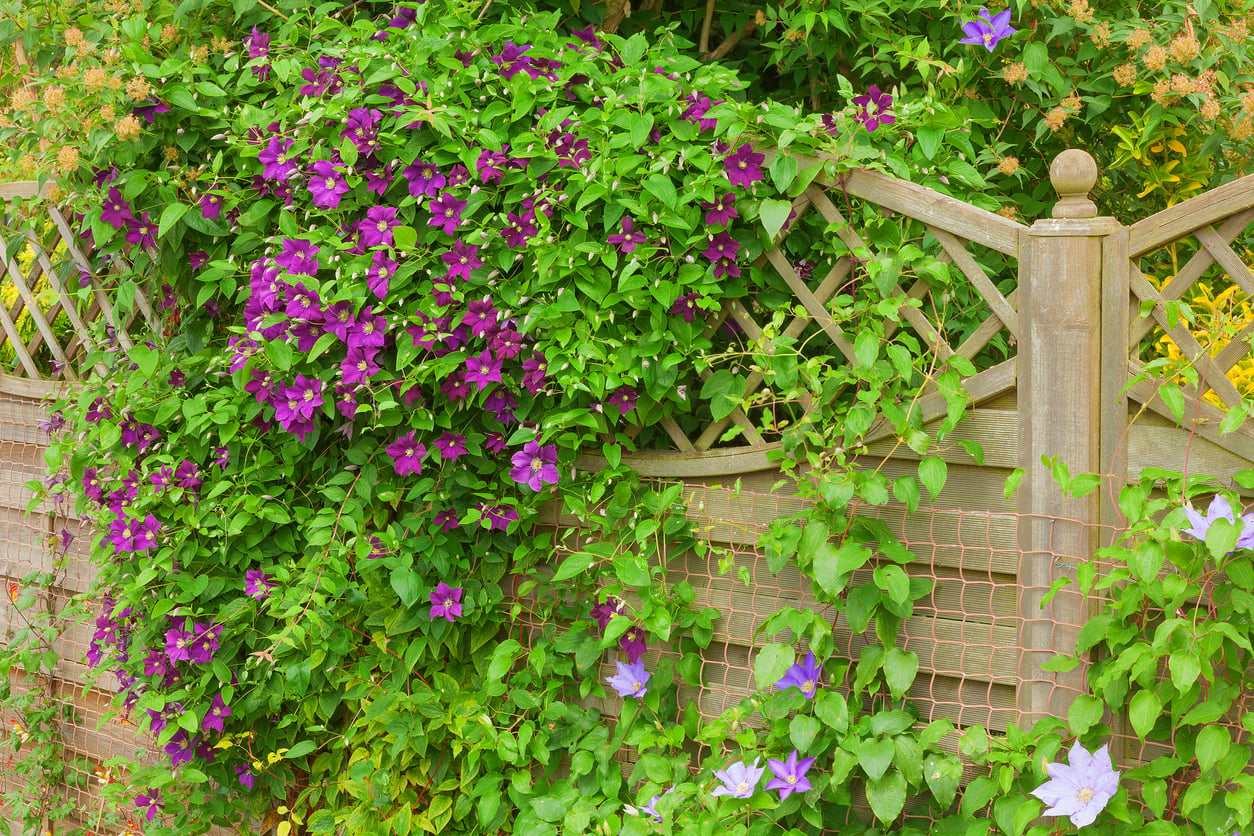 Flowering clematis jackmanii and others along fence